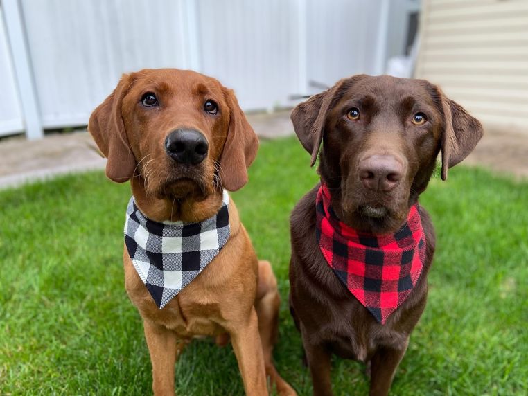 Packs of dog outlet bandanas